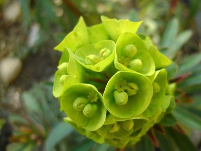 Euphorbia amygdaloides