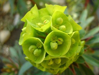 Euphorbia amygdaloides