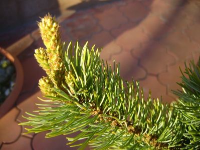 Pinus ”Shizukagoten”, muguri