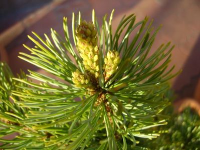 Pinus ”Shizukagoten”, muguri