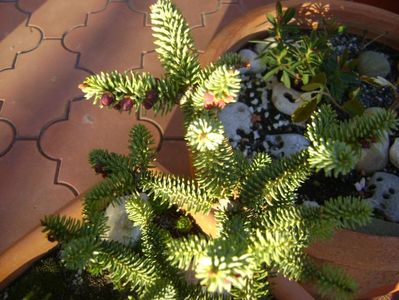 Abies pinsapo, conuri