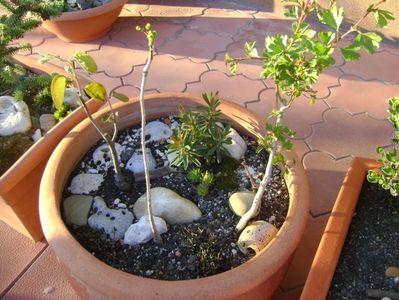 Paducel & Arbore de stafide & Ginkgo biloba & Euphorbia amygdaloides