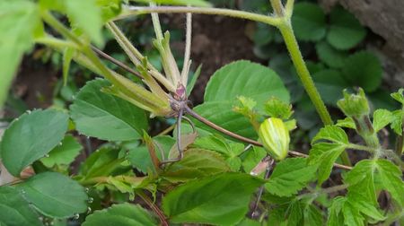 Clematis Lemon Dream