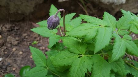 Clematis Maidwell Hall