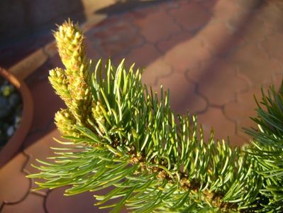 Abies pinsapo & Pinus ”Shizukagoten”