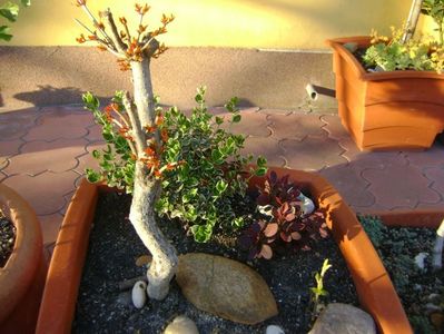 Rodiu & Berberis & Euonymus