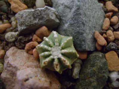 Aztekium hintonii, San Jose del Rio Galeana, Mx