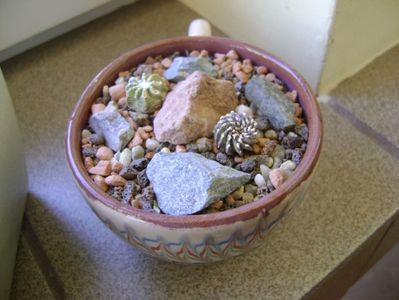 Geohintonia mexicana & Aztekium hintonii, San Jose del Rio Galeana, Mx