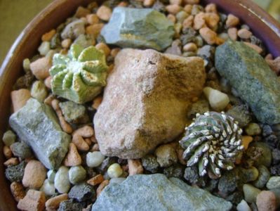 Geohintonia mexicana & Aztekium hintonii, San Jose del Rio Galeana, Mx