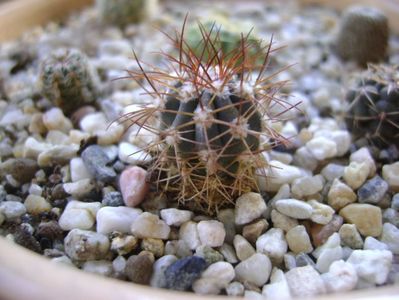 Melocactus azureus