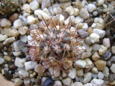 Melocactus azureus