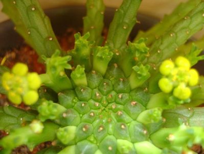 Euphorbia flanagani, flori
