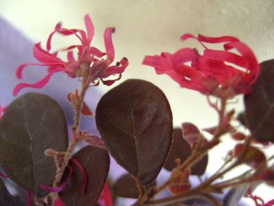 Loropetalum chinensis