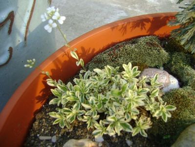 Arabis ferdinandi-coburgi variegata, flori