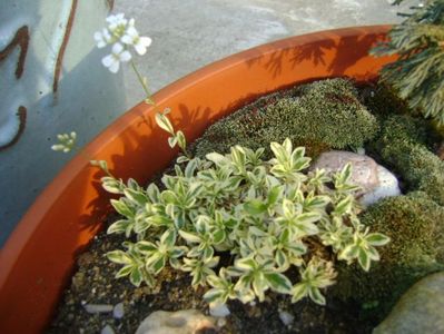 Arabis ferdinandi-coburgi variegata