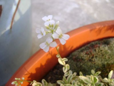 Arabis ferdinandi-coburgi variegata