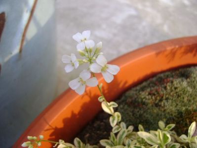 Arabis ferdinandi-coburgi variegata