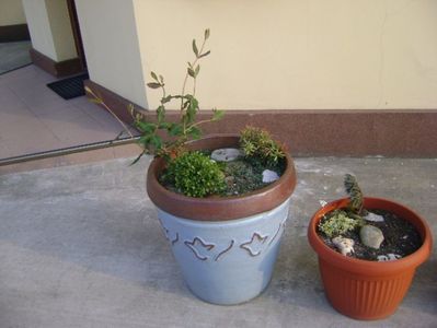 Pieris japonica & Cottoneaster & Lonicera sempervirens Dropmore Scarlet