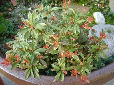 Pieris japonica