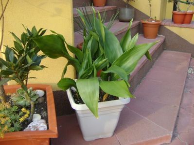 Aspidistra elatior