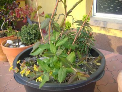 Lonicera sempervirens Dropmore Scarlet