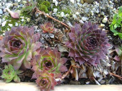 Mesteacan alb & Sempervivum, detalii