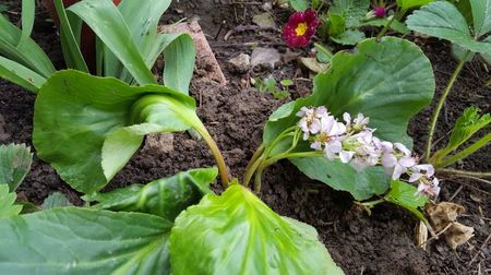 Bergenia