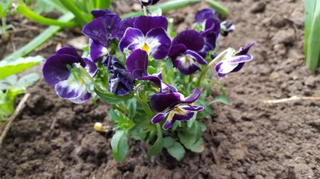 20170407_163116(0); Viola tricolor
