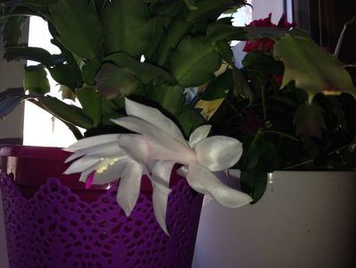 SUPERBA!Craciunita sau Schlumbergera