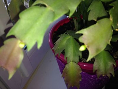 Craciunita sau Schlumbergera