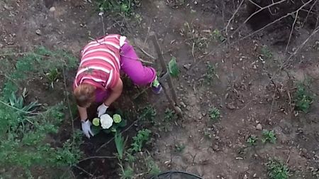 Hortensie; Am plantat aceasta Hortensie si in cateva zile mi-a fost furata
