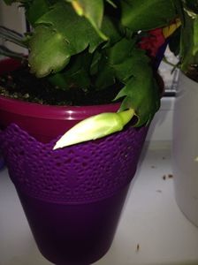 Craciunita sau Schlumbergera