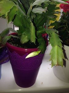 Craciunita sau Schlumbergera