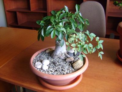 Ficus ginseng & Nandina domestica nana; aprilie 2017
