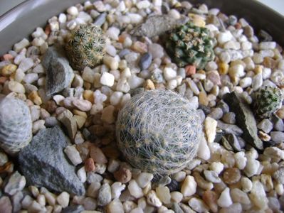 Grup de 5 cactusi; Mammillaria lenta
Mammillaria herrerae
Mammillaria hernandezii
Turbinicarpus alonsoi
Turbinicarpus gracilis
