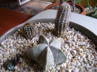 Grup de 4 cactusi; Ariocarpus scaphirostris (scapharostrus)
Uebelmania pectinifera
Pygmaeocereus bylesianus
Astrophytum coahuilense
