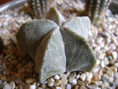 Astrophytum coahuilense