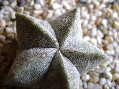 Astrophytum coahuilense