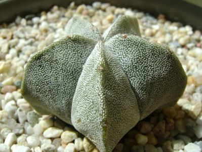 Astrophytum coahuilense