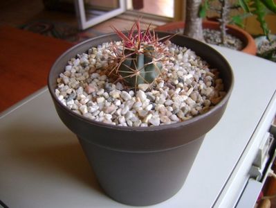 Ferocactus gracilis v. coloratus