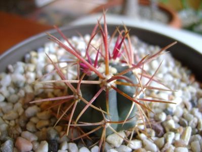 Ferocactus gracilis v. coloratus