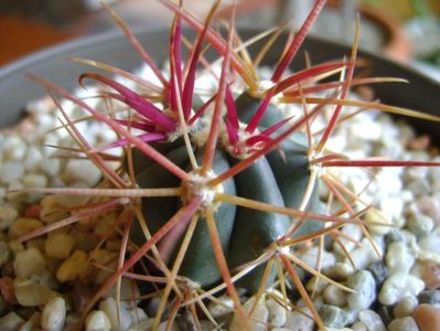 Ferocactus gracilis v. coloratus