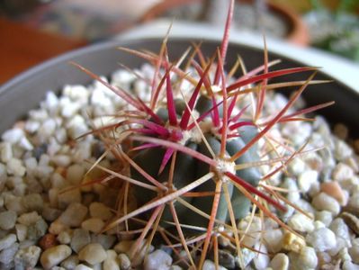 Ferocactus gracilis v. coloratus