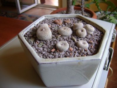 Grup de 5 epithelantha & 2 Lithops fulviceps; Epithelantha bicephala
Epithelantha tricephala
Epithelantha micromeris
Epithelantha micromeris v. pachyrhiza
Lithops gesinae
