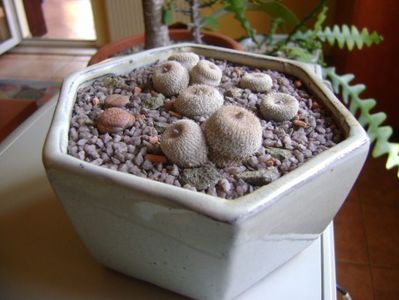 Grup de 5 epithelantha & 2 Lithops fulviceps; Epithelantha bicephala
Epithelantha tricephala
Epithelantha micromeris
Epithelantha micromeris v. pachyrhiza
Lithops gesinae
