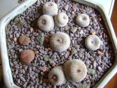 Grup de 5 epithelantha & 2 Lithops fulviceps; Epithelantha bicephala
Epithelantha tricephala
Epithelantha micromeris
Epithelantha micromeris v. pachyrhiza
Lithops gesinae
