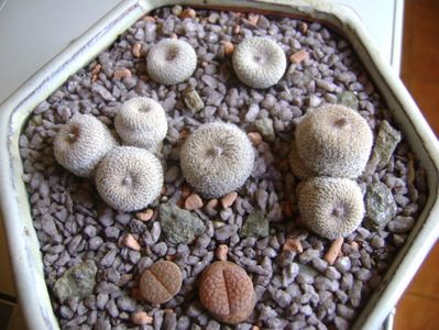 Grup de 5 epithelantha & 2 Lithops fulviceps; Epithelantha bicephala
Epithelantha tricephala
Epithelantha micromeris
Epithelantha micromeris v. pachyrhiza
Lithops gesinae
