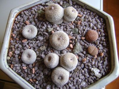 Grup de 5 epithelantha & 2 Lithops fulviceps; Epithelantha bicephala
Epithelantha tricephala
Epithelantha micromeris
Epithelantha micromeris v. pachyrhiza
Lithops gesinae
