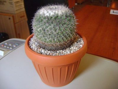 Mammillaria formosa ssp. chionocephala