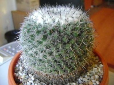 Mammillaria formosa ssp. chionocephala